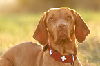 Magyar Vizsla Portrait