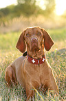 lying Magyar Vizsla