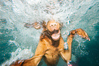 diving Magyar Vizsla