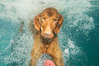 diving Magyar Vizsla