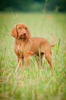 Magyar Vizsla Puppy