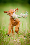 Magyar Vizsla Puppy