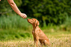 Magyar Vizsla Puppy