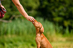 Magyar Vizsla Puppy