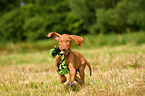 Magyar Vizsla Puppy