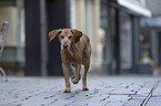 walking Magyar Vizsla