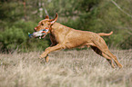 running Magyar Vizsla