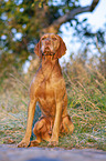 Magyar Vizsla