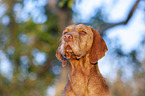 Magyar Vizsla Portrait