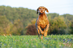 running Magyar Vizsla