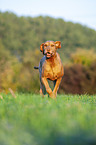 running Magyar Vizsla