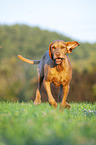 running Magyar Vizsla