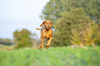 running Magyar Vizsla
