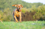running Magyar Vizsla