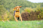 running Magyar Vizsla