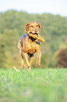 running Magyar Vizsla