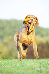 running Magyar Vizsla