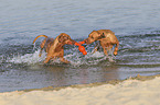 running Magyar Vizslas