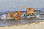 running Magyar Vizslas