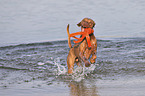running Magyar Vizsla