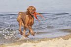 running Magyar Vizsla