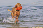 running Magyar Vizsla