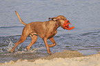 running Magyar Vizsla