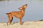 standing Magyar Vizsla