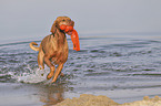 running Magyar Vizsla