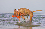 running Magyar Vizsla