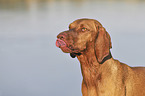 Magyar Vizsla portrait