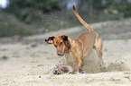 playing Magyar Vizsla