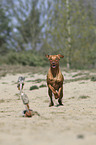 running Magyar Vizsla
