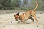 playing Magyar Vizsla