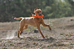 running Magyar Vizsla