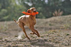 running Magyar Vizsla