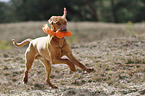 running Magyar Vizsla