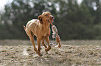 running Magyar Vizsla