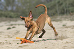 running Magyar Vizsla
