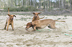 playing Magyar Vizslas