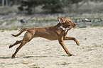 running Magyar Vizsla
