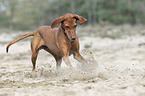 running Magyar Vizsla