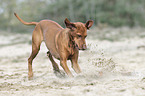 running Magyar Vizsla