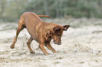 running Magyar Vizsla