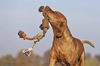 playing Magyar Vizsla