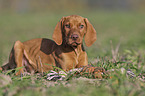lying Magyar Vizsla puppy