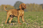 standing Magyar Vizsla puppy
