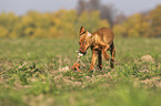 running Magyar Vizsla puppy