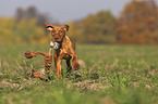 running Magyar Vizsla puppy