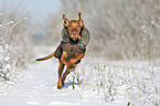 running Magyar Vizsla
